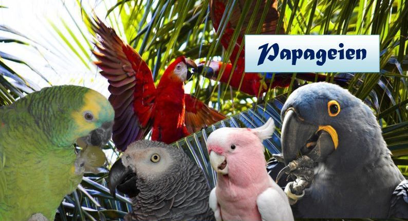 Papageien - Mischungen 2025